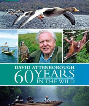 60 Năm Trong Hoang Dã - Attenborough: 60 Years In The Wild