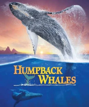  Cá Voi Lưng Gù - Humpback Whales