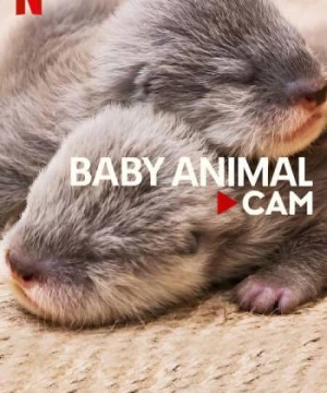 Động vật bé cưng trên camera - Baby Animal Cam