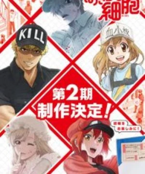 Hataraku Saibou!! - Cells at Work!!, Cells at Work! 2nd Season, Hataraku Saibou 2nd Season