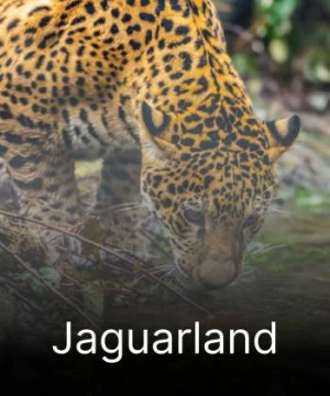 Jaguarland - Jaguarland