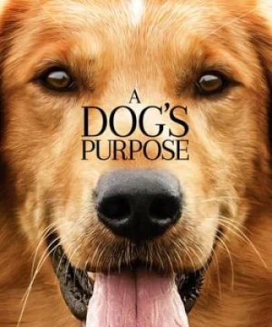 Mục Đích Sống Của Một Chú Chó - A Dog's Purpose