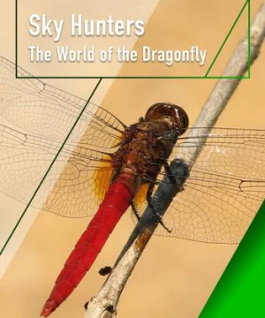 Sky Hunters - The World of Dragonfly