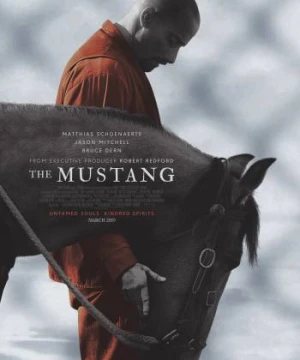 Thuần Hóa - The Mustang